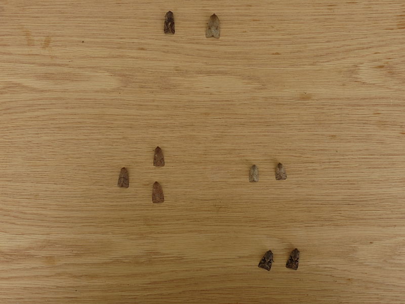 File:Orthosia cerasi, Orthosia cruda, Orthosia gothica, Orthosia incerta and Orthosia mundi (8674827040).jpg