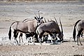Oryxes in Etosha National Park