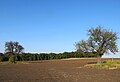 Čeština: Památný strom - oskeruše (jeřáb oskeruše) poblíž kopce Soudná, Němčičky u Hustopečí v okrese Břeclav, ČR English: Famous tree near Němčičky near Hustopeče in Břeclav District (Czech Republic)