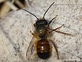 Osmia rufa (Linnaeus, 1758)