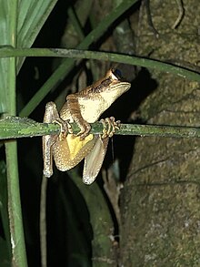 Osteocephalus yasuni.jpg