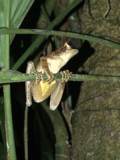 <i>Osteocephalus yasuni</i> Species of amphibian