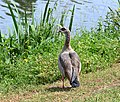 * Nomination An adult Egyptian goose in Rosport, Luxembourg. --Cayambe 10:24, 21 August 2021 (UTC) * Promotion  Support Great pic! --Stepro 12:56, 21 August 2021 (UTC)