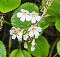 Ourisia macrophylla