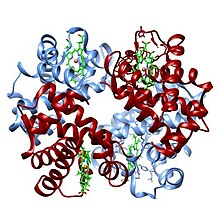 Oksi-gemoglobin.jpg