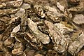 osmwiki:File:Oysters.jpg