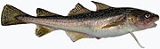 Microgadus tomcod