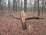 Čeština: Rozlomený strom v přírodní památce Černý orel. Okres Mladá Boleslav, Česká republika. English: Broken tree in the natural monument Černý orel, Mladá Boleslav District, Czech Republic.