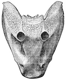 The short, broad skull of Eryops is typical of the batrachomorphans PSM V27 D633 Skull of eryops megacephalus.jpg