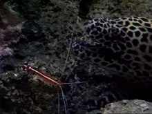Fichier: Pacific crevettes plus propre et le léopard Moray eel.webm