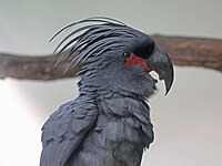 Cockatoo, Palm Probosciger aterrimus