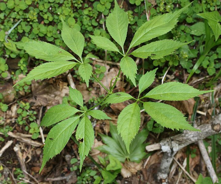 File:Panax japonicus (Mount Ena).jpg