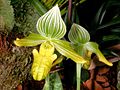 Paphiopedilum venustum f. alba