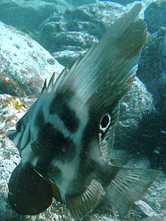 Short boarfish Species of fish