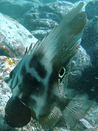 <span class="mw-page-title-main">Short boarfish</span> Species of fish