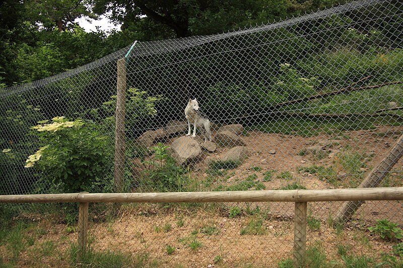 File:Parc à loups du Gévaudan 13.JPG