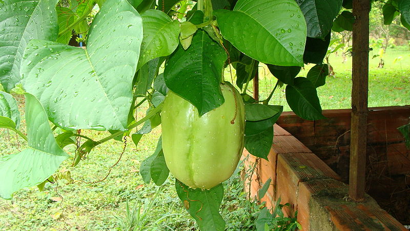 File:Parcha granadilla.JPG