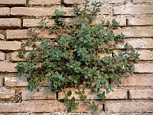 Spreading pellitory often grows from the gaps between bricks in a wall Parietaria judaica habitus on wall 2.jpg