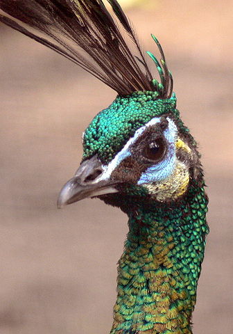 336px-Pavo_muticus3.jpg