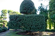 Topiary Garden by Pearl Fryar, Bishopville, South Carolina, U.S.