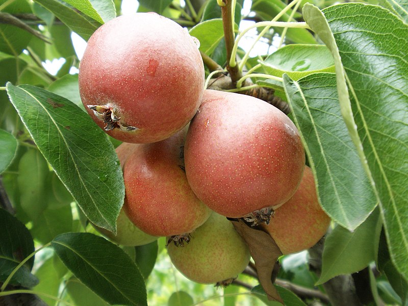 File:Pears (36239280215).jpg