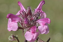 Pedicularis rosea (Rosa-Läusekraut) IMG 7818.jpg