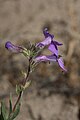 Penstemon gairdneri