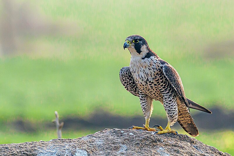 File:Peregrine Falcon flexing its wings, Osman Sagar, Hyderabad (49467617706).jpg