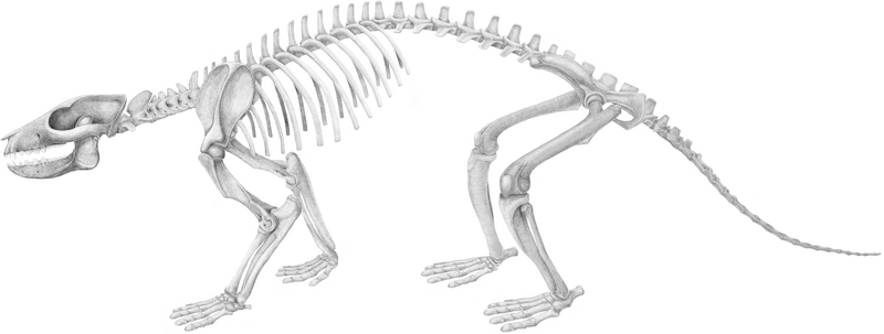 File:Periptychus skeletal.PNG