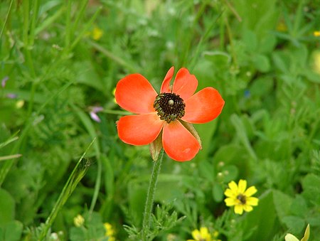 Ranunculus asiaticus