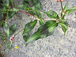 Persicaria maculosa sl6.jpg
