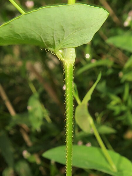 File:Persicaria sagittata 2.JPG