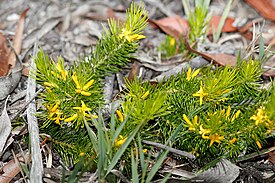 Цветущая P. tenuifolia в Национальном парке Болд-Рок