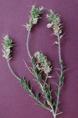 <i>Petalonyx</i> Genus of flowering plants