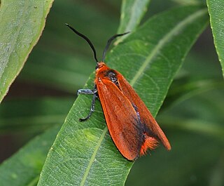 <i>Phauda</i> Genus of moths