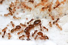 Ants are eusocial insects; the queen (large, centre) is reproductive, while the workers (small) and soldiers (medium size, with large jaws) are generally not. Pheidole2.jpg