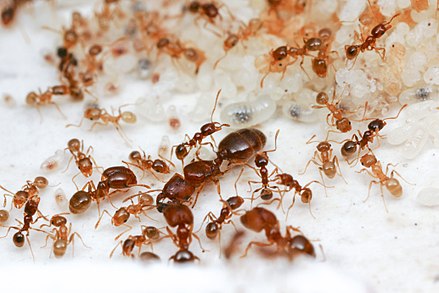 Pheidole2.jpg