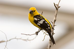 Yellow-headed Corecracker (Pheucticus chrysopeplus)