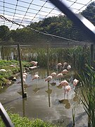 Phoenicopterus chilensis, 2020