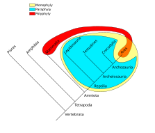 Phylogenetic groups: A monophyletic taxon contains a common ancestor and all of its descendants. Diagram: in yellow, the group of "reptiles and birds" A paraphyletic taxon contains its most recent common ancestor, but does not contain all the descendants of that ancestor. Diagram: in cyan, the reptiles A polyphyletic taxon does not contain the most recent common ancestor of all its members. Diagram: in red, the group of "all warm-blooded animals"