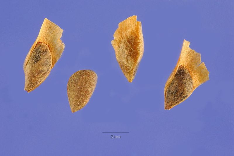 File:Picea mariana seeds.jpg