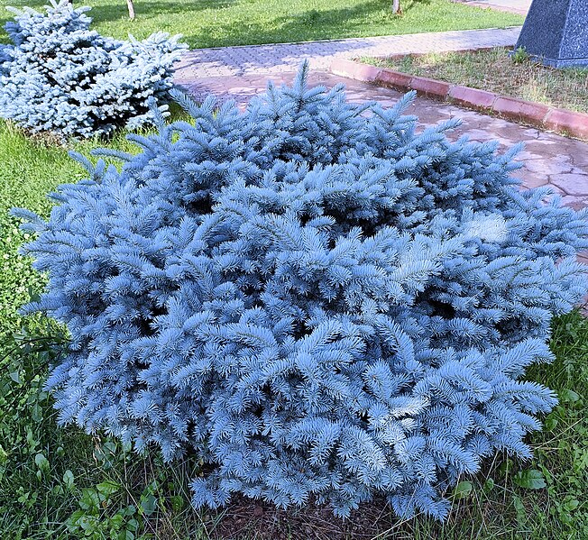 File:Picea pungens Globosa (bodur mavi ladin).jpg