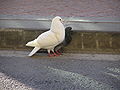 Un pigeon coince une pigeonne