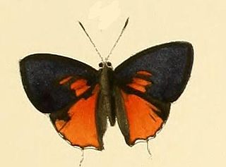 <i>Pilodeudorix aruma</i> Species of butterfly