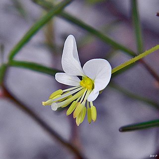 <i>Polanisia tenuifolia</i> Species of flowering plant