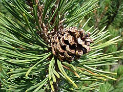 Шишка горный. Сосна Муго шишки. Пинус Муго шишка. Pinus mugo шишка. Сосна Горная Pinus mugo шишки.