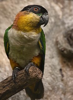 Black-headed parrot Species of bird