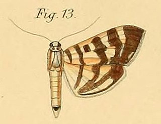 <i>Syllepte butlerii</i> Species of moth