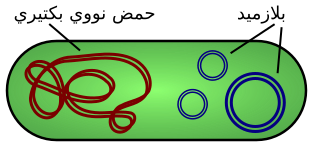 صورة:Plasmid (Arabic).svg