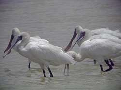 Rare black-faced spoonbills overwinter in Hong Kong Platalea minor.jpg